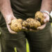 A Beginner’s Guide to Growing and Harvesting Potatoes at Home