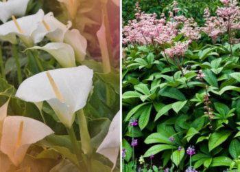 The Irish Garden magazine flowers suitable for Late summer weather