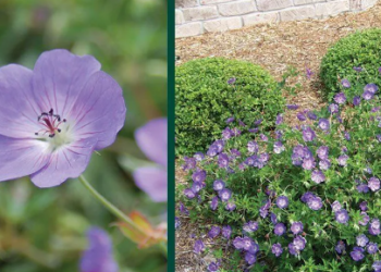 perennials geranium rozanne