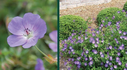 perennials geranium rozanne