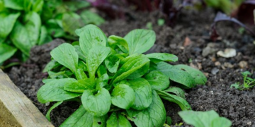 winter salad lambs lettuce