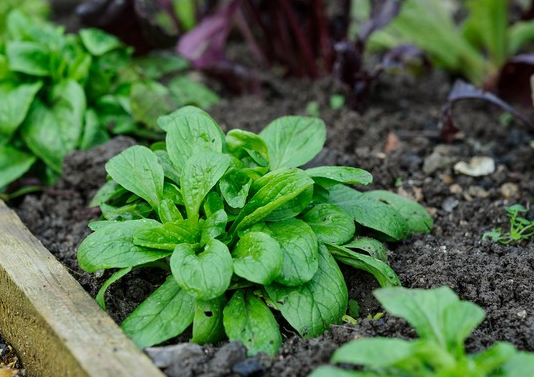 winter salad lambs lettuce