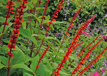 What to do now | Trees, Shrubs & Flowers