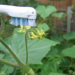 toothbrush for tomato yield