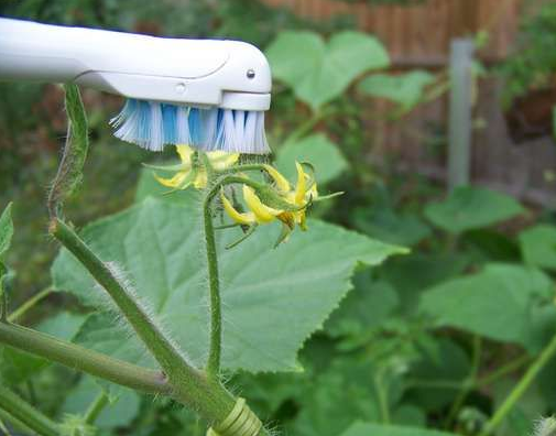 toothbrush for tomato yield