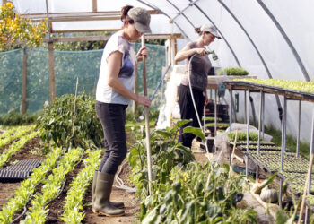 Janet Power and Jenny Watkins, watering plants and their their organic vegetables