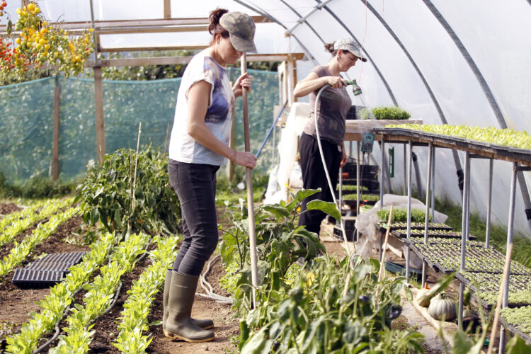 Janet Power and Jenny Watkins, watering plants and their their organic vegetables