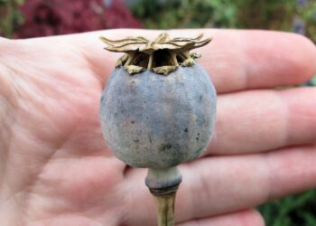 What to do now | Trees, Shrubs & Flowers