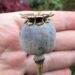 What to do now | Trees, Shrubs & Flowers