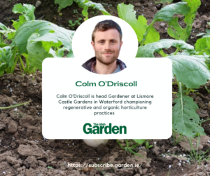 colm O driscoll on tomato yield in his irish garden column