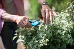 pruning flowers