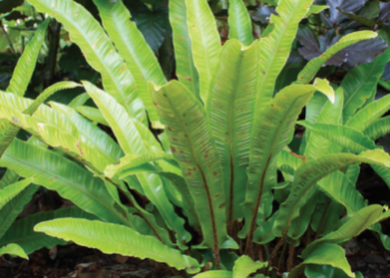 collecting seeds and Irish hart's tongue fern