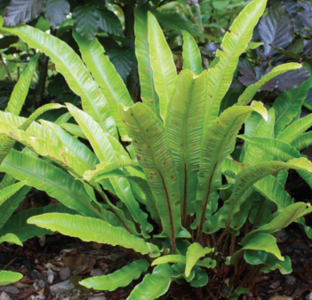 collecting seeds and Irish hart's tongue fern