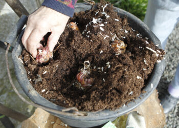 Planting bulbs