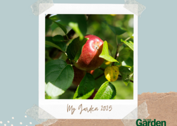 Garden photo competition 2025