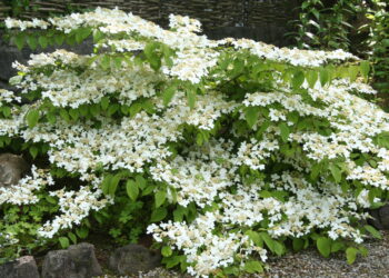 Garden planning adding viburnum plicatum is great for a May garden