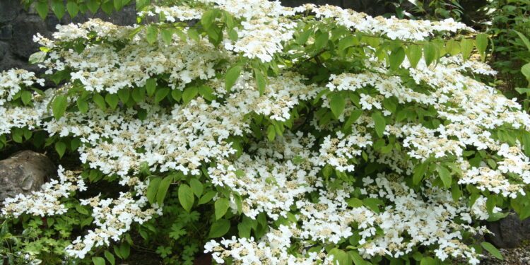 Garden planning adding viburnum plicatum is great for a May garden