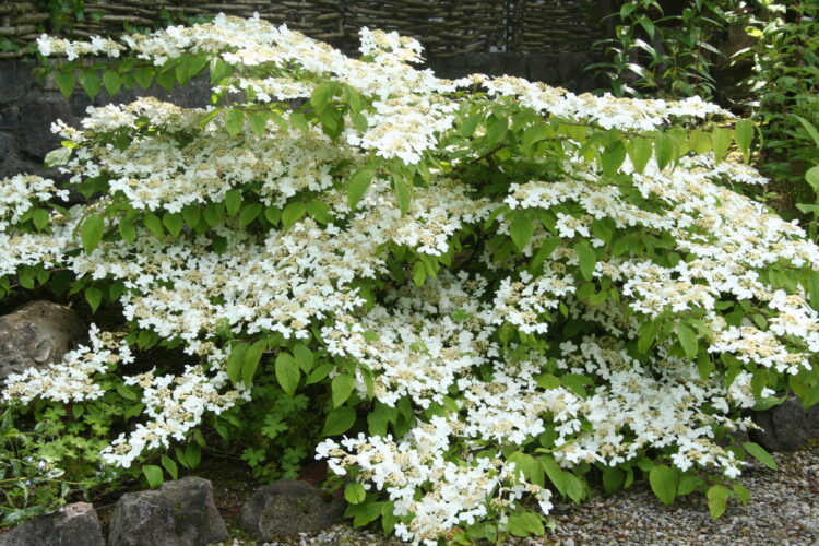 Garden planning adding viburnum plicatum is great for a May garden