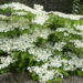 Garden planning adding viburnum plicatum is great for a May garden