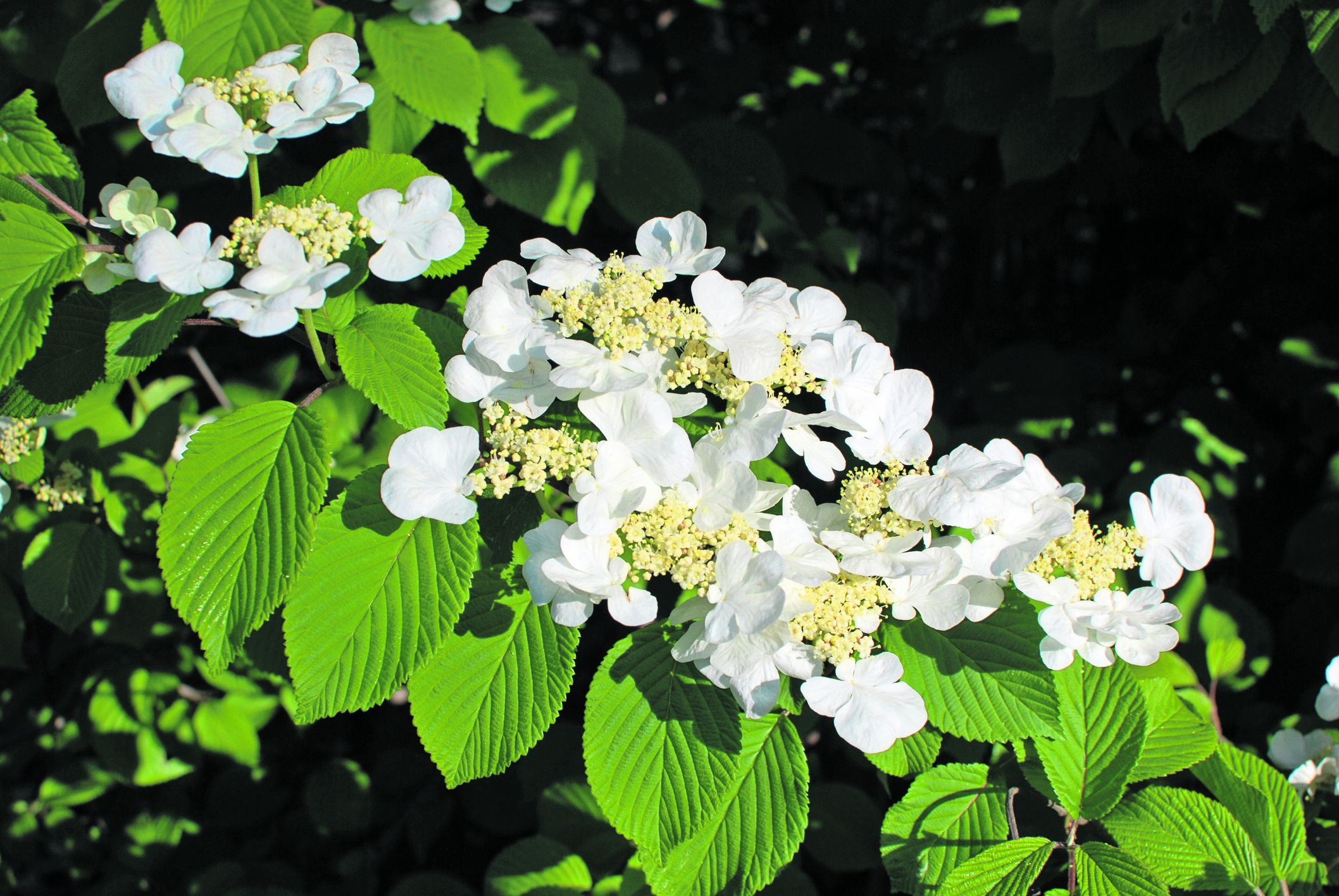 Garden Planning Wedding Cake shrub