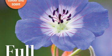 The Irish Garden Magazine Full Swing Summer Edition On Sale Now