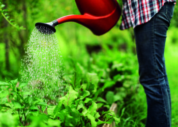 Plant watering strategies