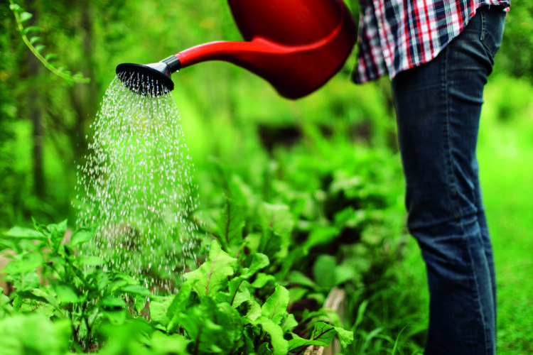 Plant watering strategies