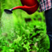Plant watering strategies