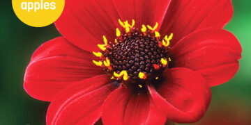 The Irish Garden Magazine Autumn Opulence On Sale Now