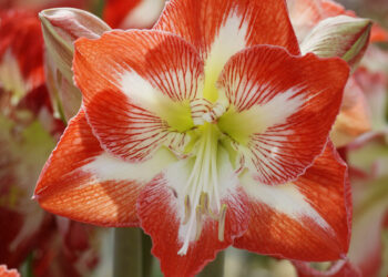 Give the Gift of Gardening this Christmas