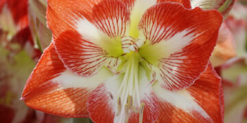Give the Gift of Gardening this Christmas