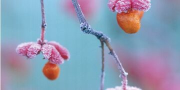 The Irish Garden Magazine Shear Magic On Sale Now