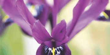 The Irish Garden Magazine Styled for Spring On Sale Now