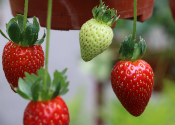 Strawberries | How To Water Containers Effectively