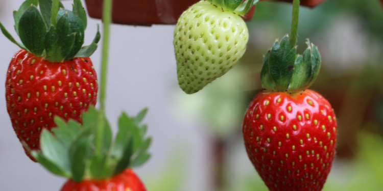 Strawberries | How To Water Containers Effectively