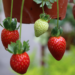 Strawberries | How To Water Containers Effectively